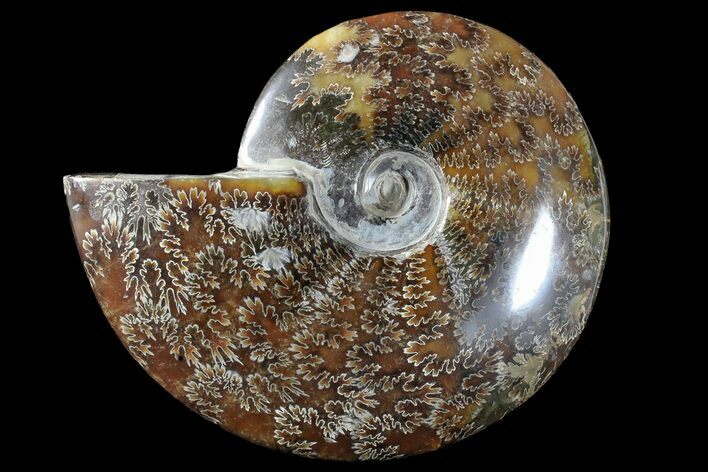 Bargain, Polished Ammonite (Cleoniceras) Fossil - Madagascar #166383